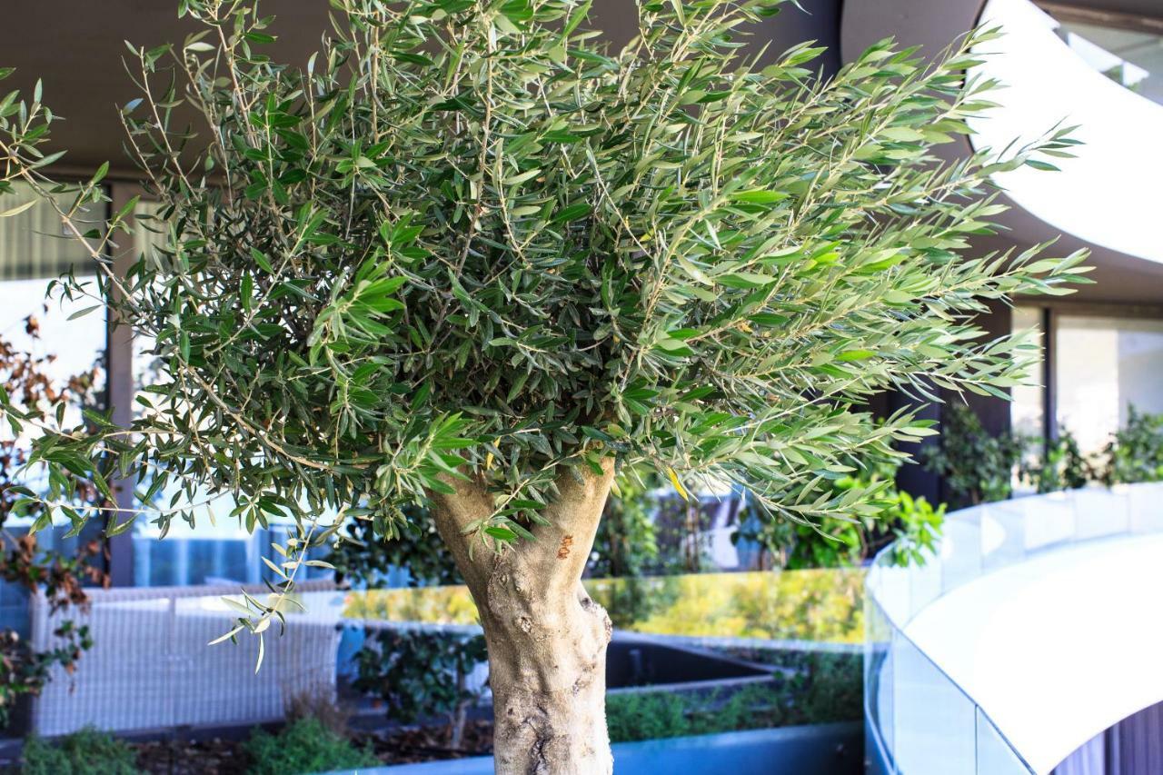 בודווה Royal Montesun Apartments מראה חיצוני תמונה